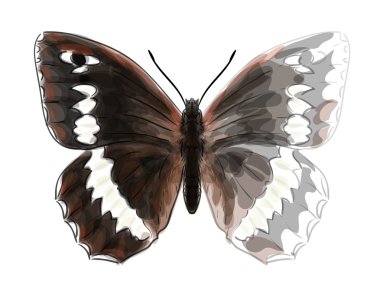 Butterfly Brintesia Circe. Unfinished Watercolor drawing imitati clipart