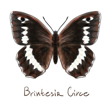 Butterfly Brintesia Circe. Watercolor imitation. clipart