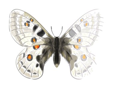 Butterfly Parnassius Apollonius. Unfinished Watercolor drawing i clipart