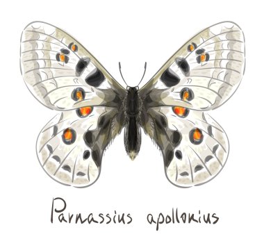 Kelebek parnassius apollonius.