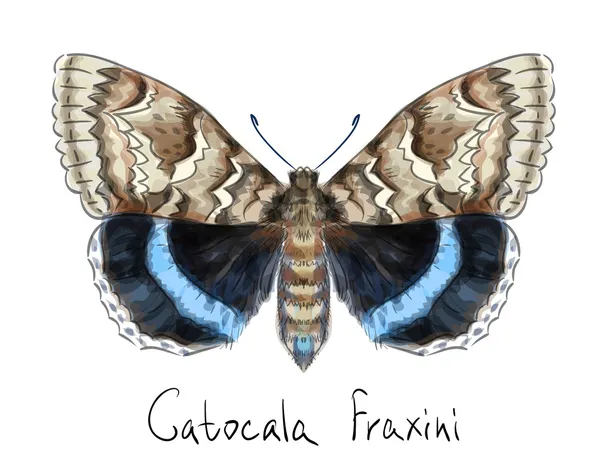 Motýl catocala fraxini. Akvarel imitace. — Stockový vektor