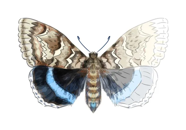 Catocala fraxini vlinder. onvoltooide aquarel tekening imitat — Stockvector