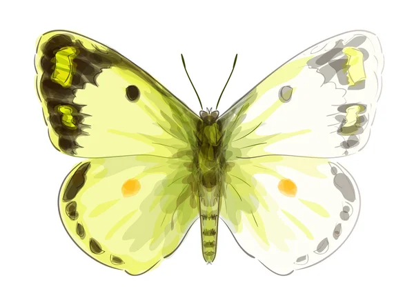 モンキチョウ節電の蝶します。未完成の水彩図面の模倣. — ストックベクタ