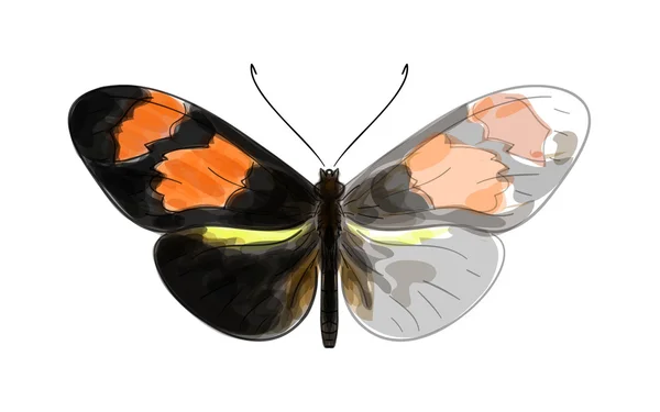 Butterfly Heliconius. Unfinished Watercolor drawing imitation. — Stock Vector