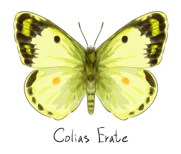 Butterfly Colias Erate. Watercolor imitation. — Stock Vector