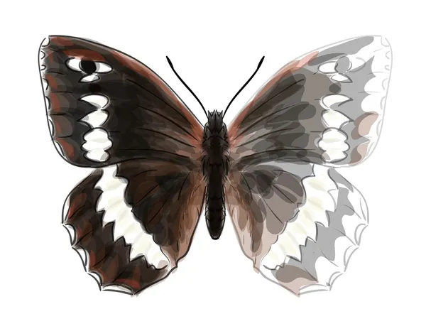 Butterfly Brintesia Circe. Unfinished Watercolor drawing imitati — Stock Vector