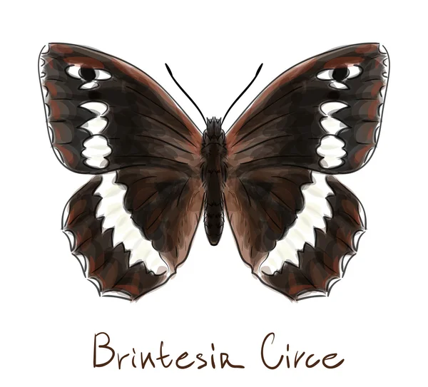Brintesia Circe borboleta. Imitação aquarela . — Vetor de Stock