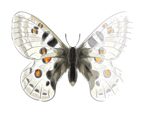 Apoloniusz parnassius motyl. Niedokończone akwarela i rysunek — Wektor stockowy