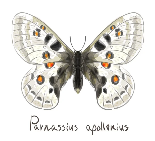 Butterfly parnassius Apollonios. — Stock vektor