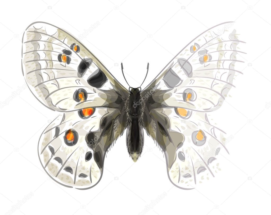 Butterfly Parnassius Apollonius. Unfinished Watercolor drawing i