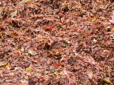 Close-up of washed ashore red seaweeds and algae clipart