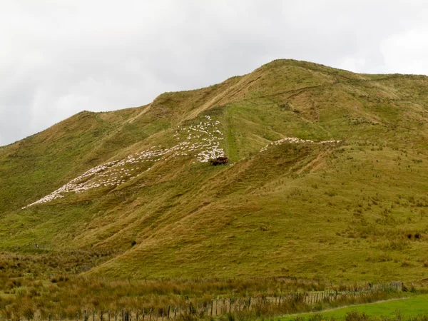 Grande gregge di pecore gregge su una ripida collina — Foto Stock