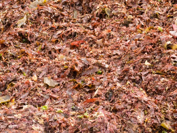 Крупный план выброшенных на берег красных водорослей и водорослей — стоковое фото