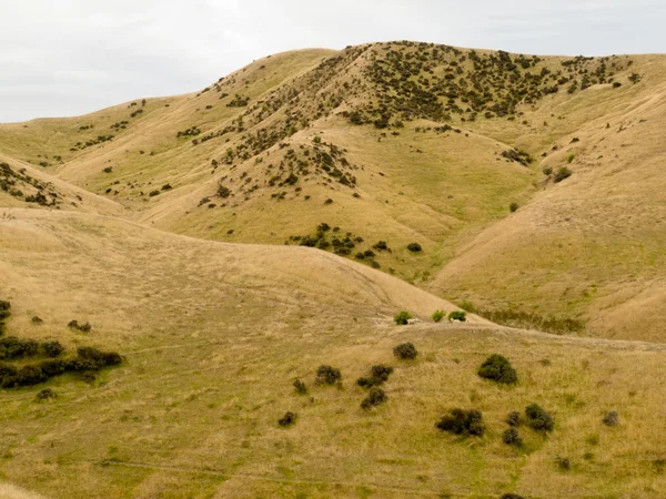 Colinas rolantes com pastagens de ovinos, NZ — Fotografia de Stock
