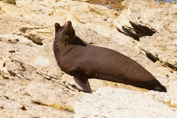 New Zealand fur seal, Arctocephalus forsteri — Stock Photo, Image