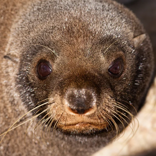 New Zealand fur seal, Arctocephalus forsteri — Stock Photo, Image