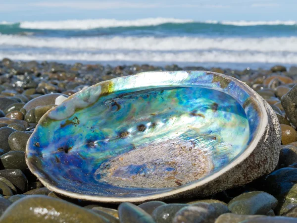 Shiny nacre of Paua shell, Abalone, washed ashore — Stock Photo, Image