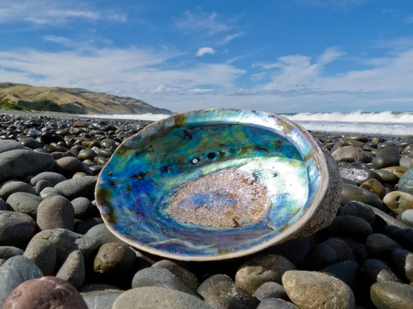 Błyszczący perłowej muszli paua abalone, wyrzucane na brzeg — Zdjęcie stockowe