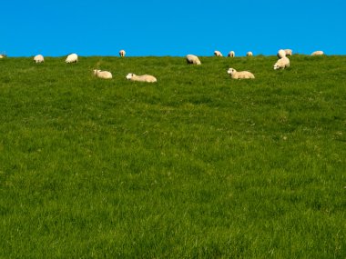 tembel yeşil çimenli tepeye otlayan koyun sürüsü