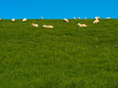 Flock of sheep lazily grazing on green grassy hill clipart