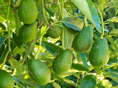 Ripe avocado fruits growing on tree as crop clipart