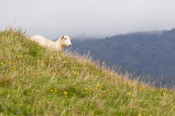 Pecora che riposa su un ricco pascolo fertile collina — Foto Stock