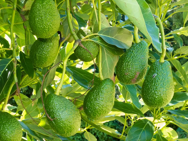 Rijpe avocado vruchten groeien op boom als gewas — Stockfoto