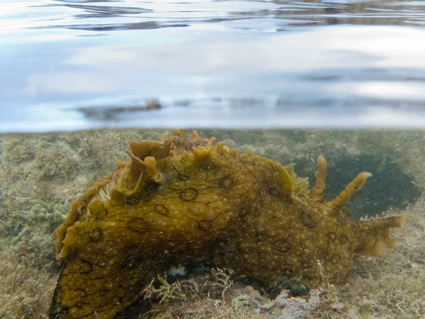 结束-下拆分射击的海藻海洋蛞蝓 — 图库照片