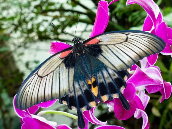 Asiatiska swallowtail tropic fjäril suger nektar — Stockfoto