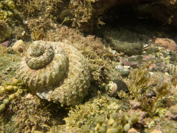 寄居蟹寻求保护的空海贝壳 — 图库照片