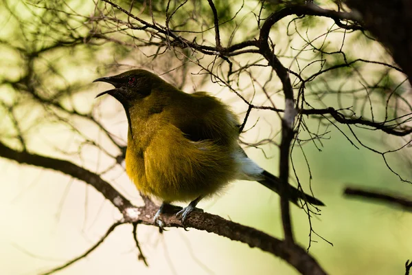 Endemic New Zealand Bellbird, Anthornis melanura — Stock Photo, Image