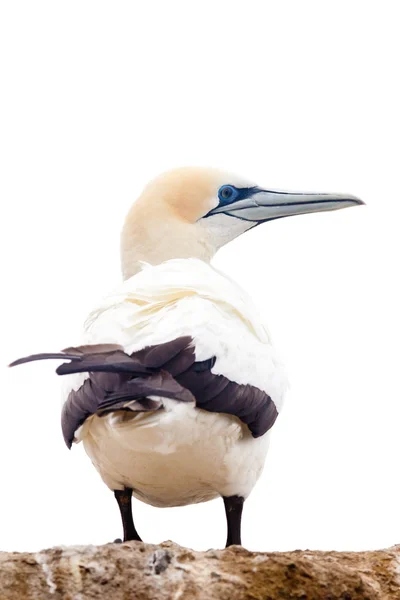 Portrait of resting gannet isolated on white — Stock Photo, Image