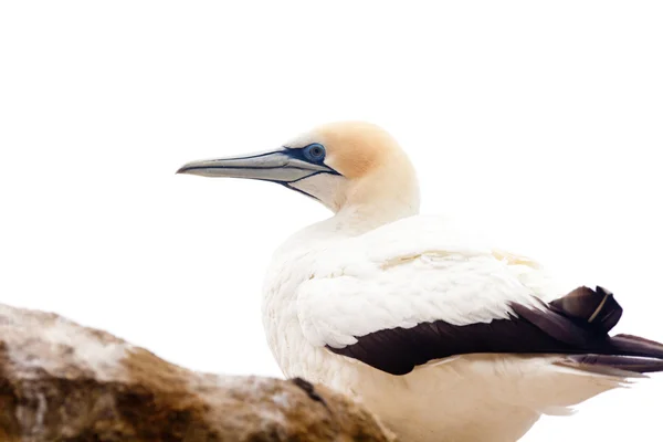 Portrait of resting gannet isolated on white — Stock Photo, Image