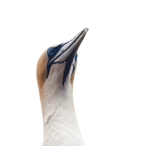 Portrait head-shot of gannet isolated on white — Stock Photo, Image