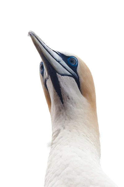 Ritratto testa-scatto di gannet isolato su bianco — Foto Stock