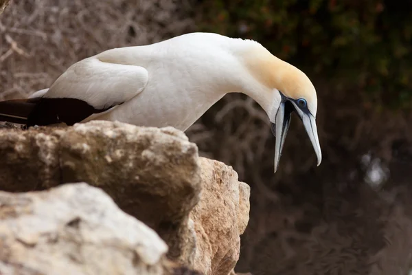 Legrační australasian gannet s zobák dokořán — Stock fotografie