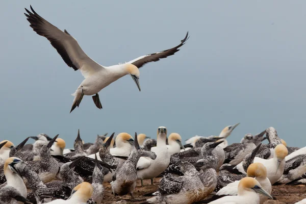 Koloni av Australasia Gannets, Morus serrator – stockfoto