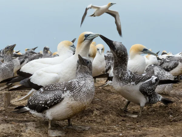 Mahmuzlu gannets, morus serrator kolonisi — Stok fotoğraf