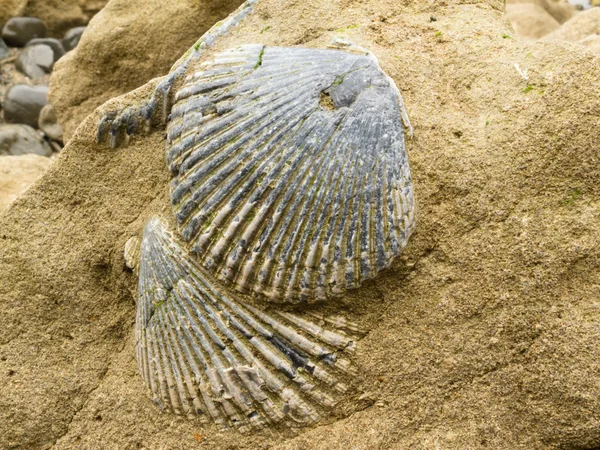Kumtaşı içinde gömülü fosilleşmiş deniz kabukları — Stok fotoğraf