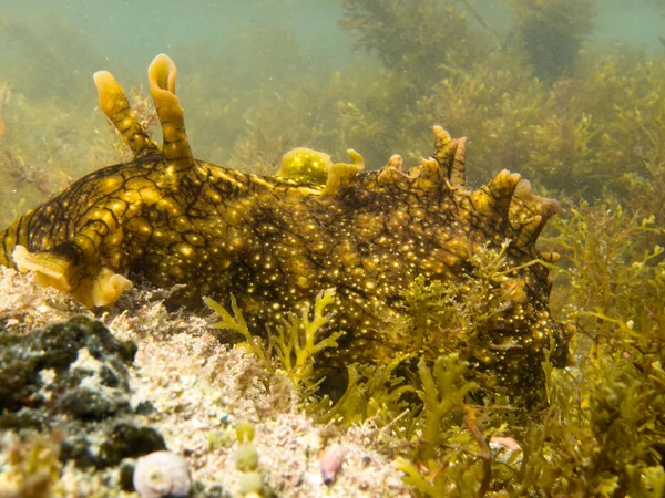 Große Meeresschnecke weidet Algen, die auf Algen wachsen Stockbild