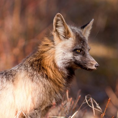 Uyarı dikkatli Kızıl Tilki, cins vulpes portresi