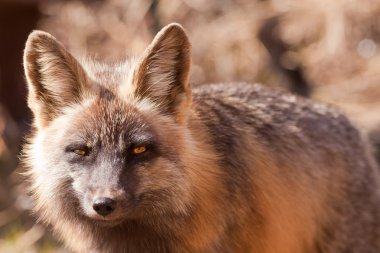 delici bakışları bir uyarı Kızıl Tilki, cins vulpes