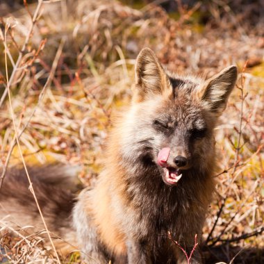 Portrait of red fox, genus vulpes, licking snout clipart