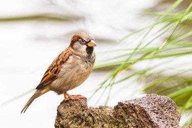 House Sparrow, Passer domesticus, on the perch clipart