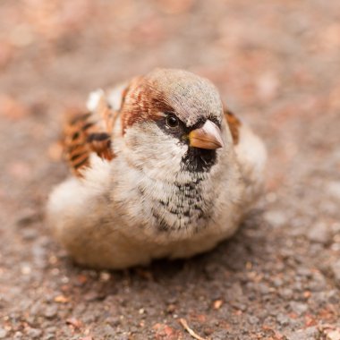 Evi sparrow, passer domesticus, yiyecek arama