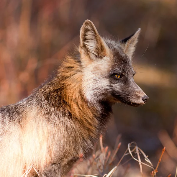 Retrato de alerta raposa vermelha vigilante, gênero Vulpes — Fotografia de Stock