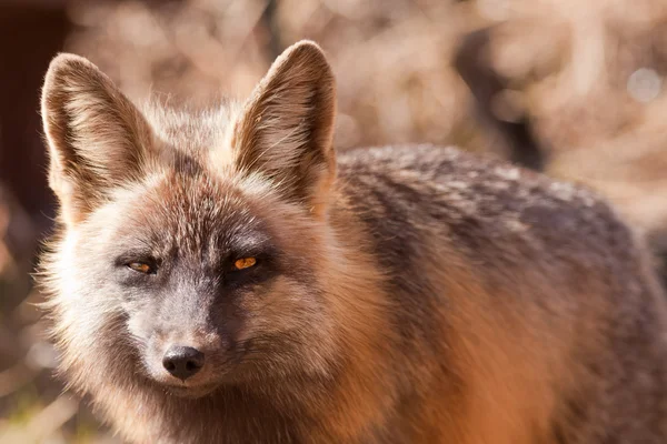 Mirada penetrante de un zorro rojo alerta, género Vulpes — Foto de Stock