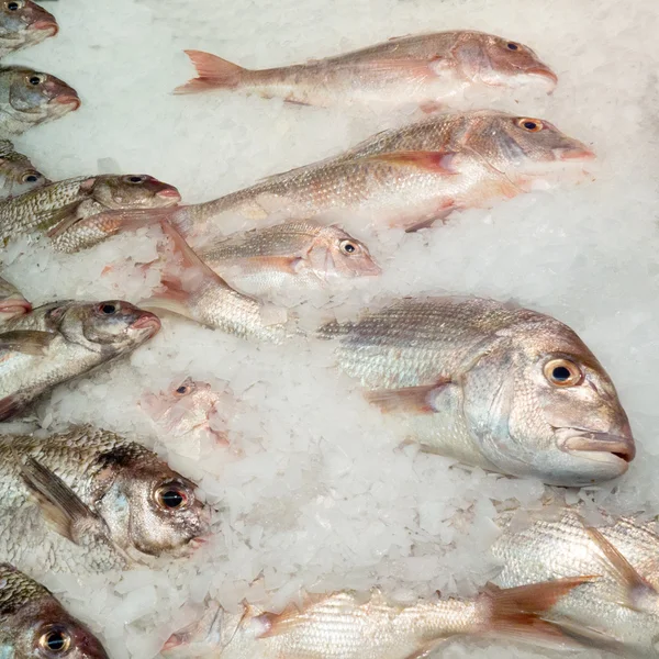 Nabídka čerstvých ryb, chlazené s drceným ledem — Stock fotografie