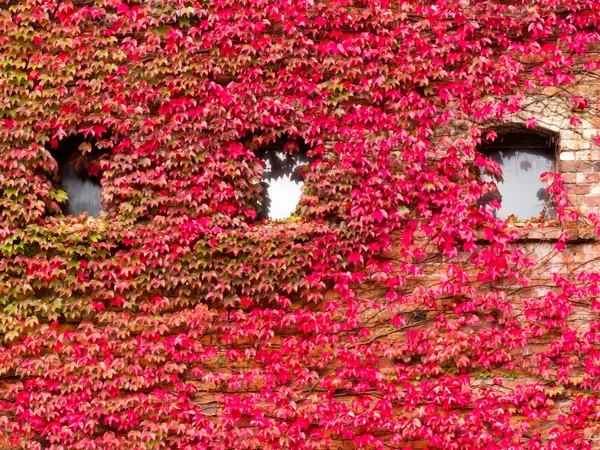 鮮やかな赤秋つるの生い茂った家の正面 — ストック写真