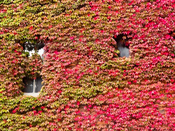 House facade overgrown with vibrant red fall vine — Stock Photo, Image